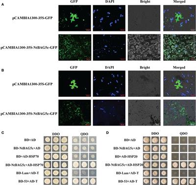 Corrigendum: The Bcl-2-associated athanogene gene family in tobacco (Nicotiana tabacum) and the function of NtBAG5 in leaf senescence